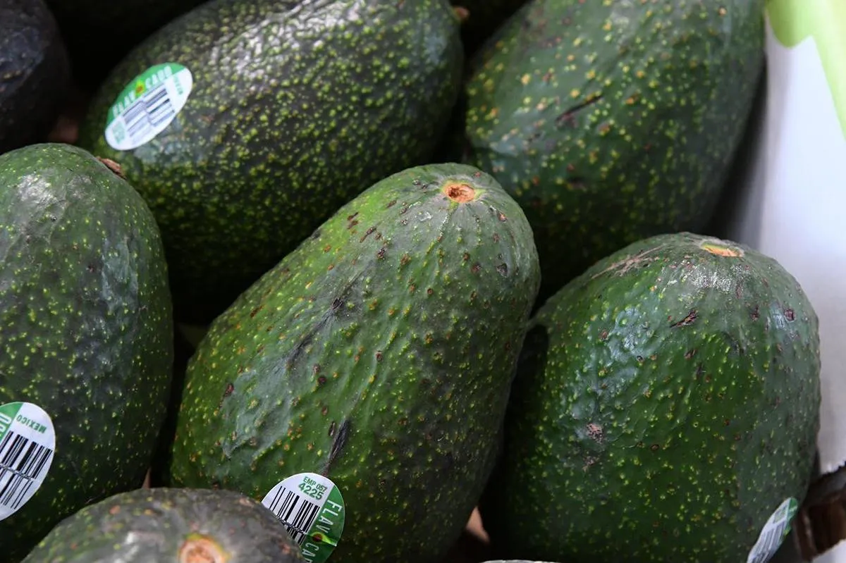 Reconocimiento a la Franja Aguacatera de Michoacán protege más de 150 mil empleos