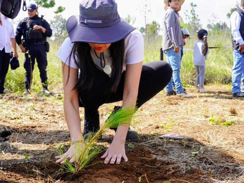 Reforestación en Michoacán, clave para la recuperación de ecosistemas y recursos hídricos