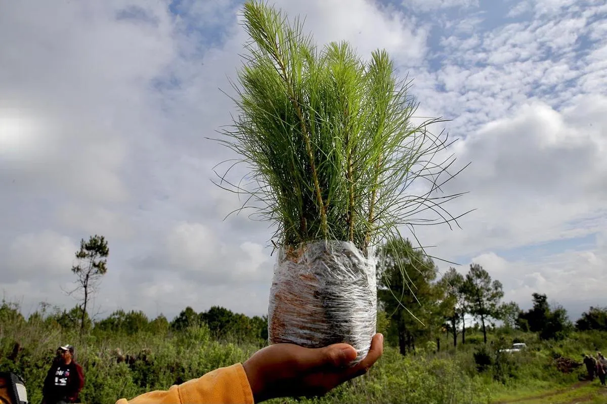 Reforestación en Michoacán, clave para la recuperación de recursos hídricos