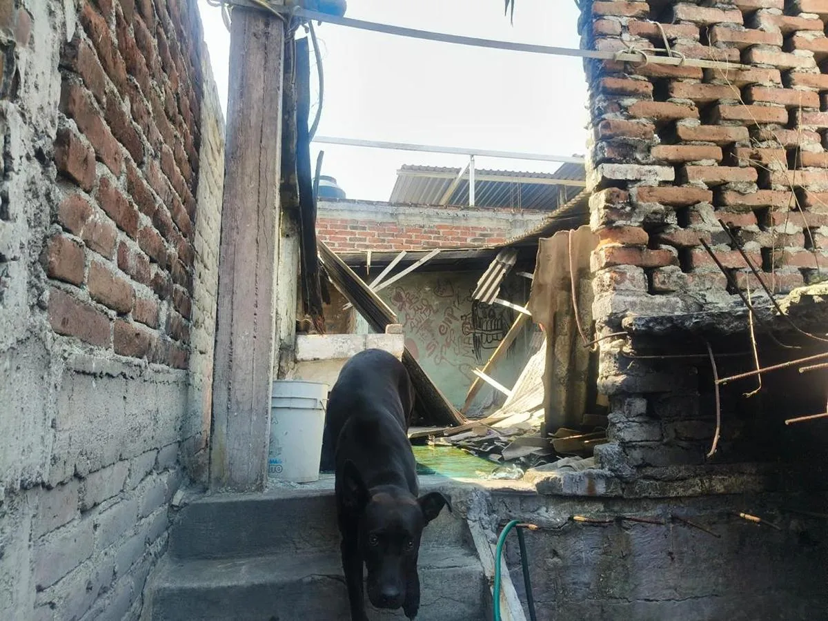 Rescata FGE dos ejemplares caninos de raza criolla por presunto maltrato animal en Apatzingán