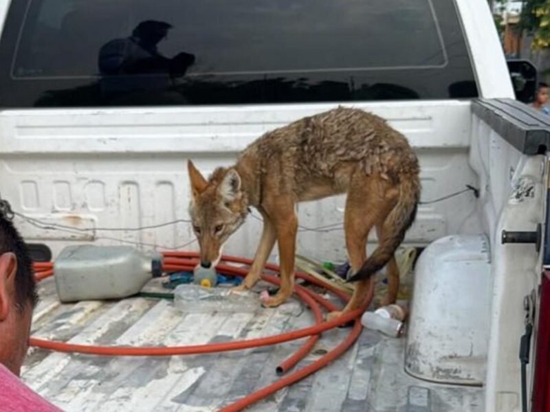 Resguarda FGE ejemplar de coyote mexicano localizado en Numarán