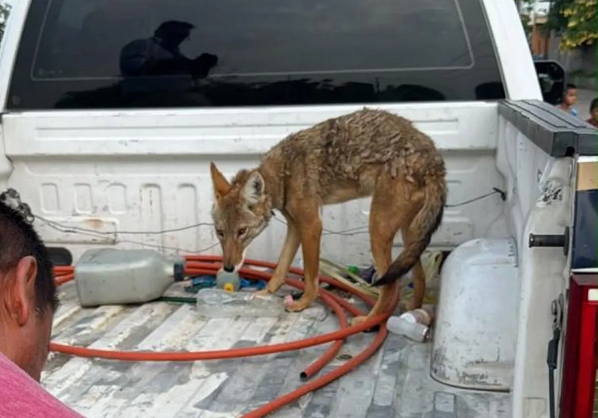 Resguarda FGE ejemplar de coyote mexicano localizado en Numarán