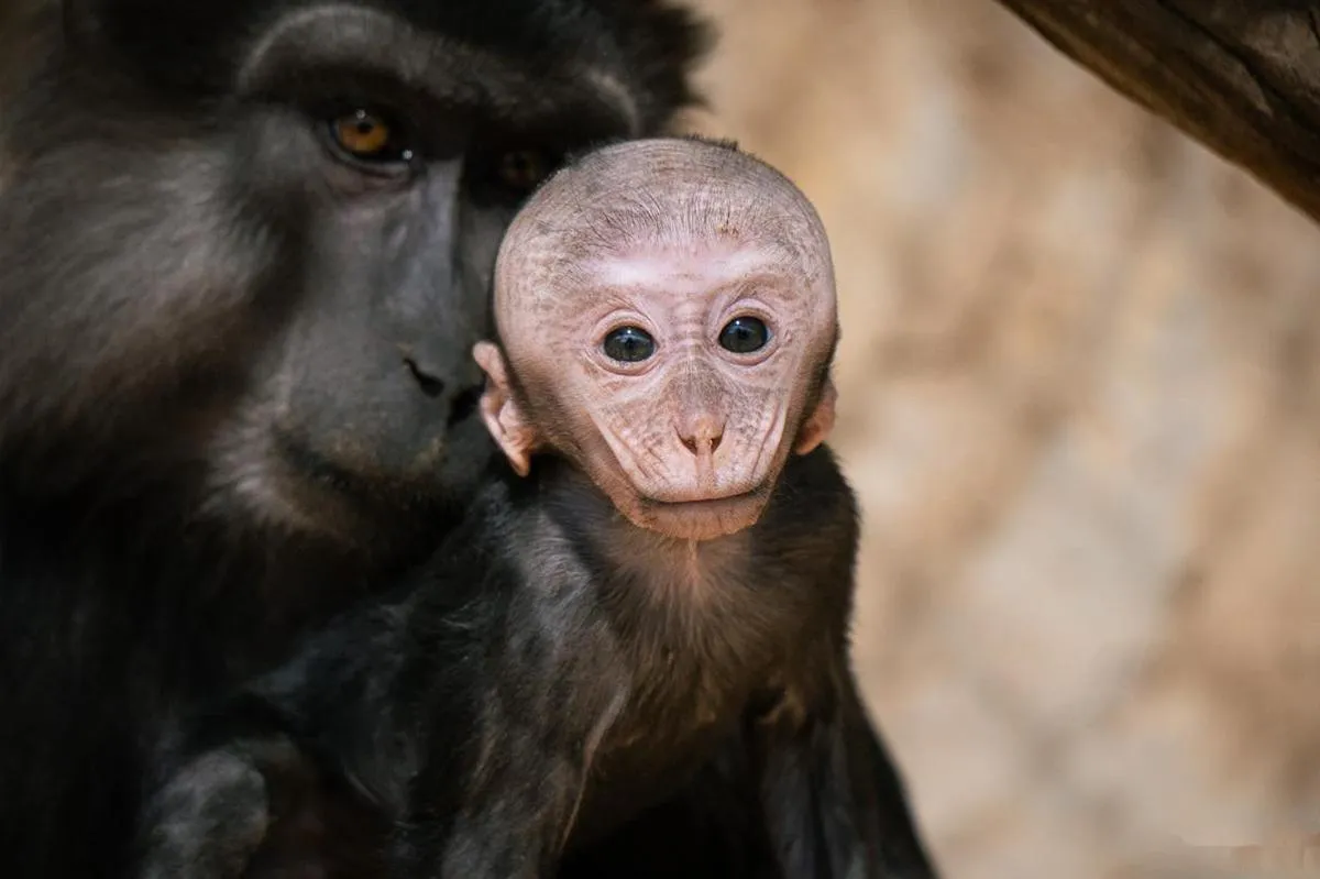 Zoológico de Morelia registra más de 500 nacimientos durante la actual administración-2