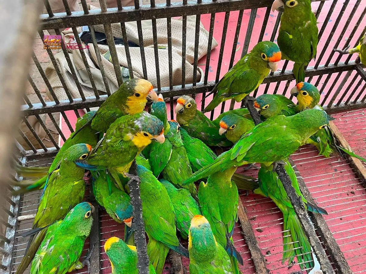 Zoológico Morelia aves aseguradas Profepa 1