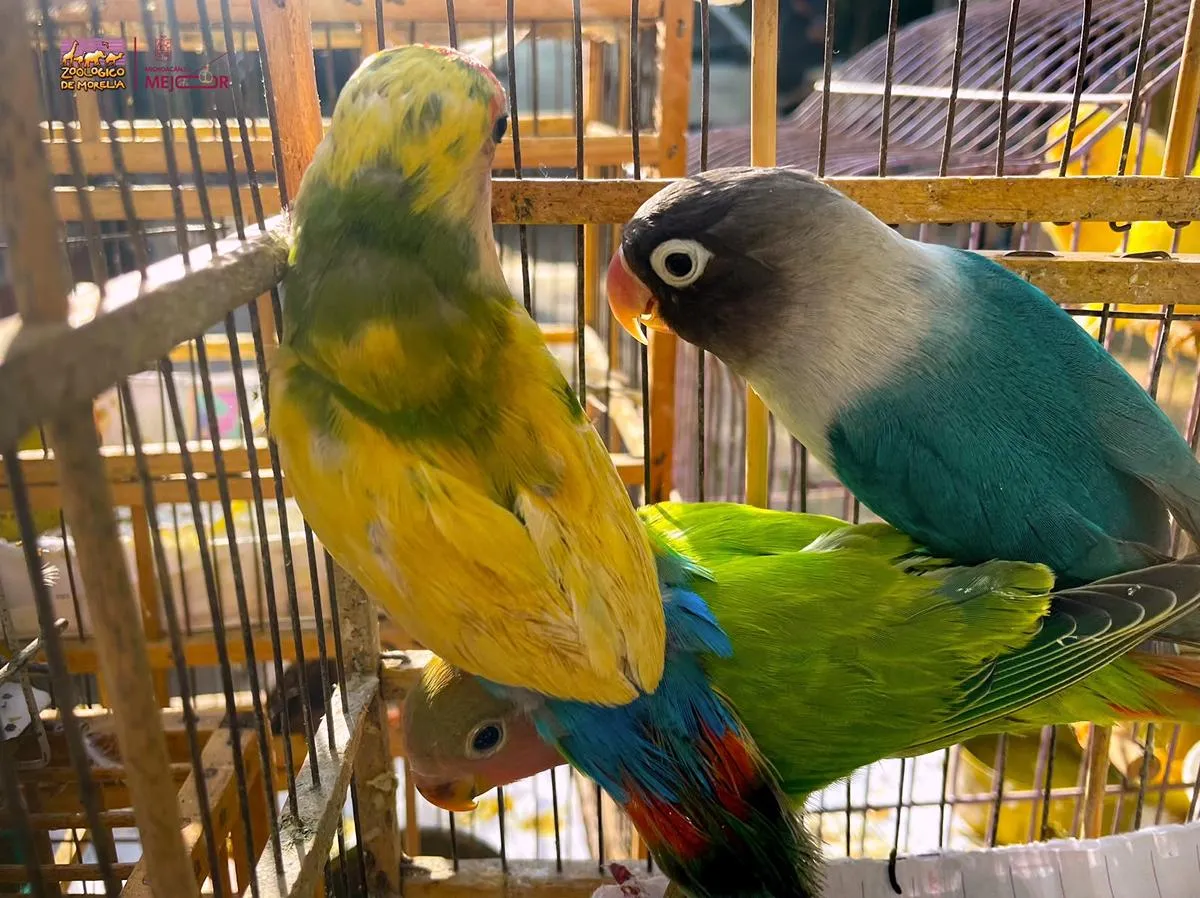 Zoológico Morelia aves aseguradas Profepa 3