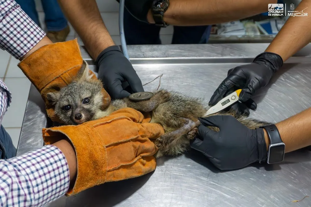 Zorro gris rescatado se prepara para regresar a la vida silvestre-1