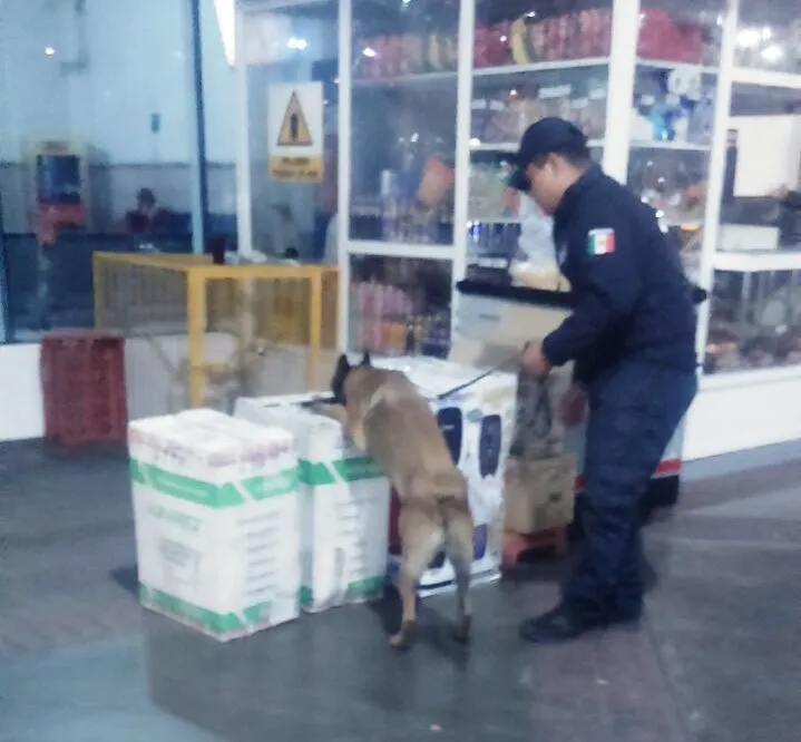 Aseguran marihuana en la Central de Autobuses de Morelia