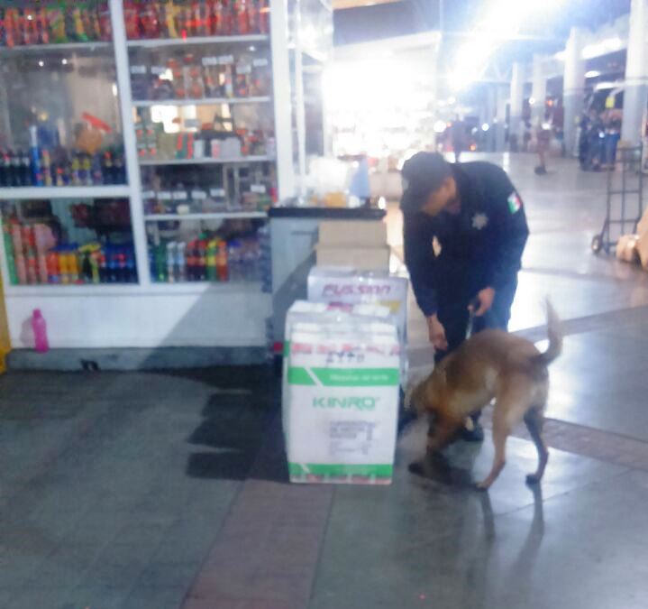 Aseguran marihuana en la Central de Autobuses de Morelia