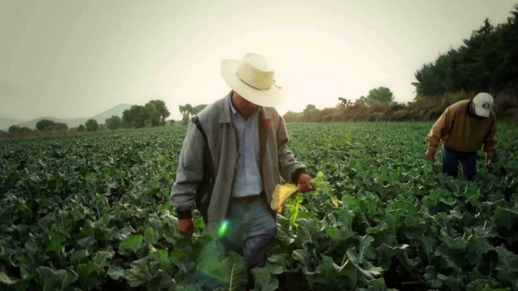 Necesario rectificar PEF a favor del campo, migrantes e inversión productiva