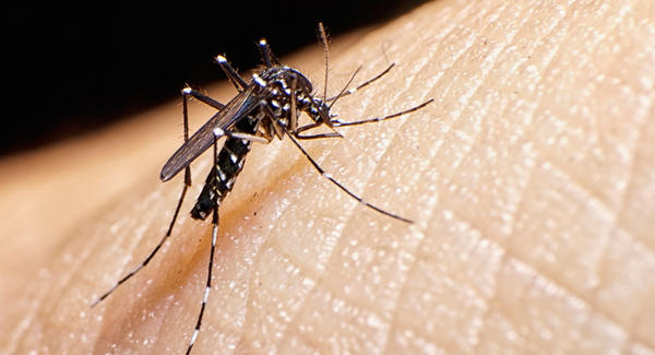 Detectan nueva cepa del zika en latinoamérica